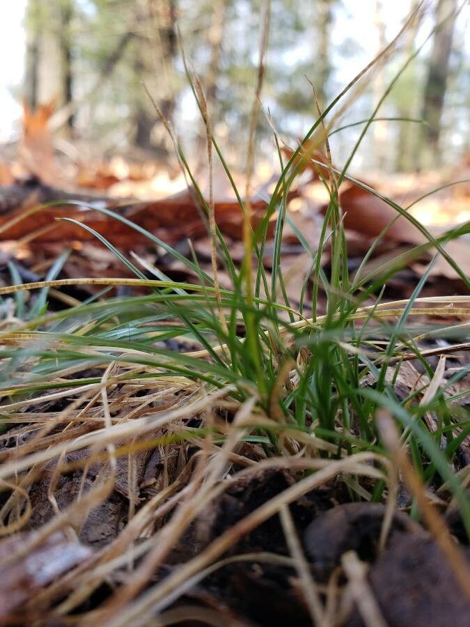 Carex eburnea habit