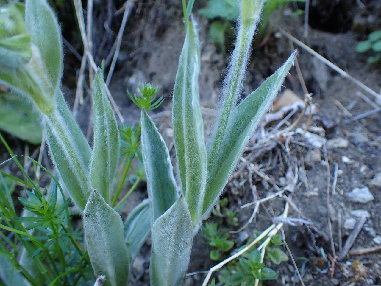 Silene flos-jovis bark