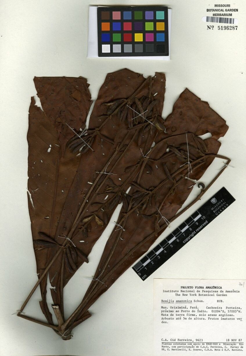 Remijia amazonica — related species from the same genus