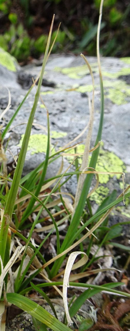 Carex rupestris — search result for 'Iceland'