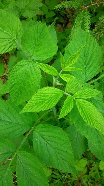Rubus vulgaris leaf