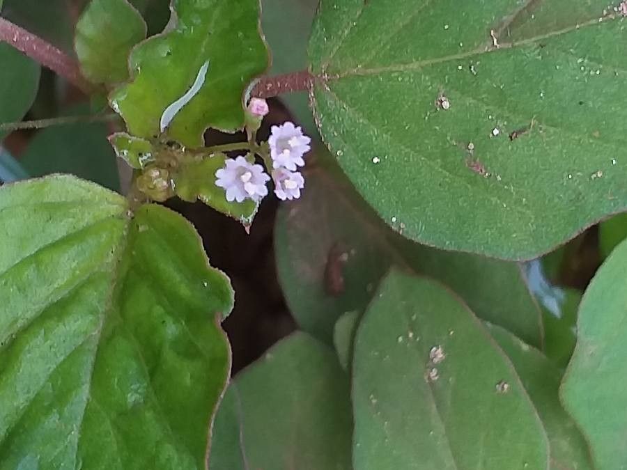 Boerhavia erecta flower