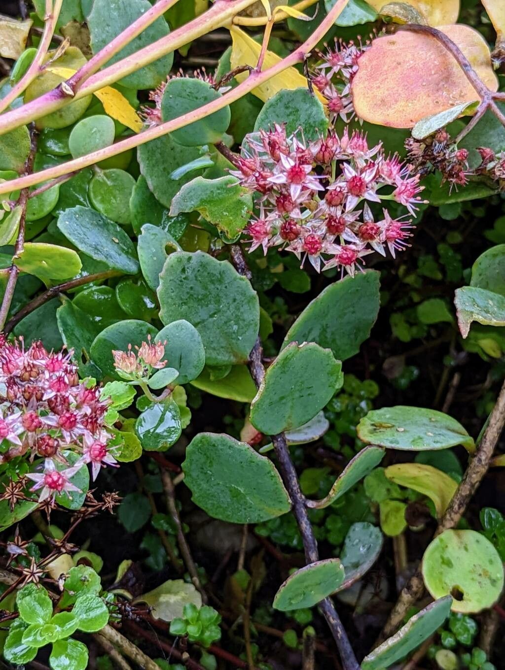 Sedum tsugaruense — houseplant care guide