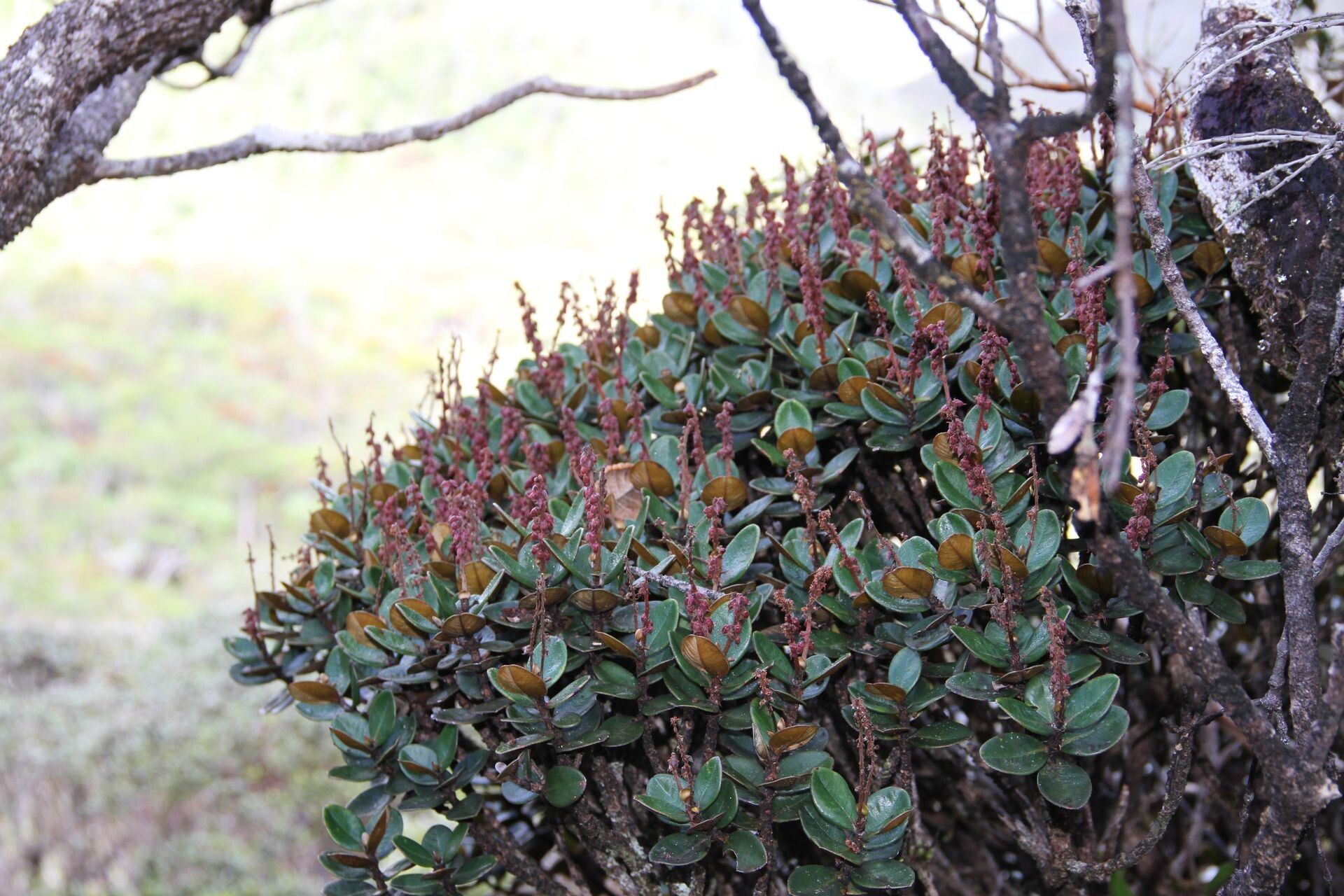 Cunonia rotundifolia — houseplant care guide