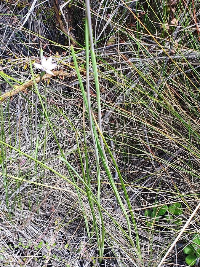 Hesperantha petitiana — houseplant care guide