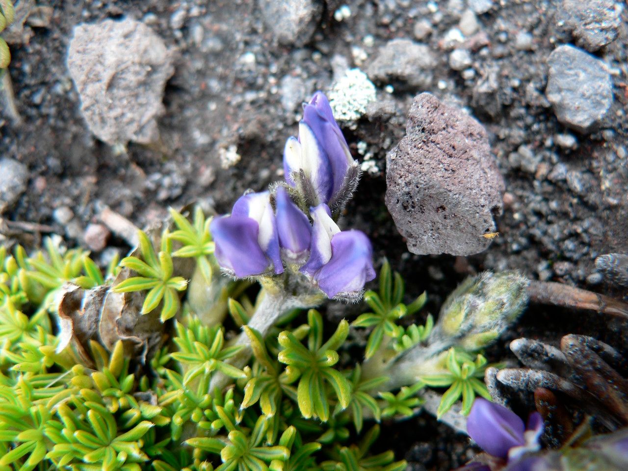 Lupinus microphyllus flower