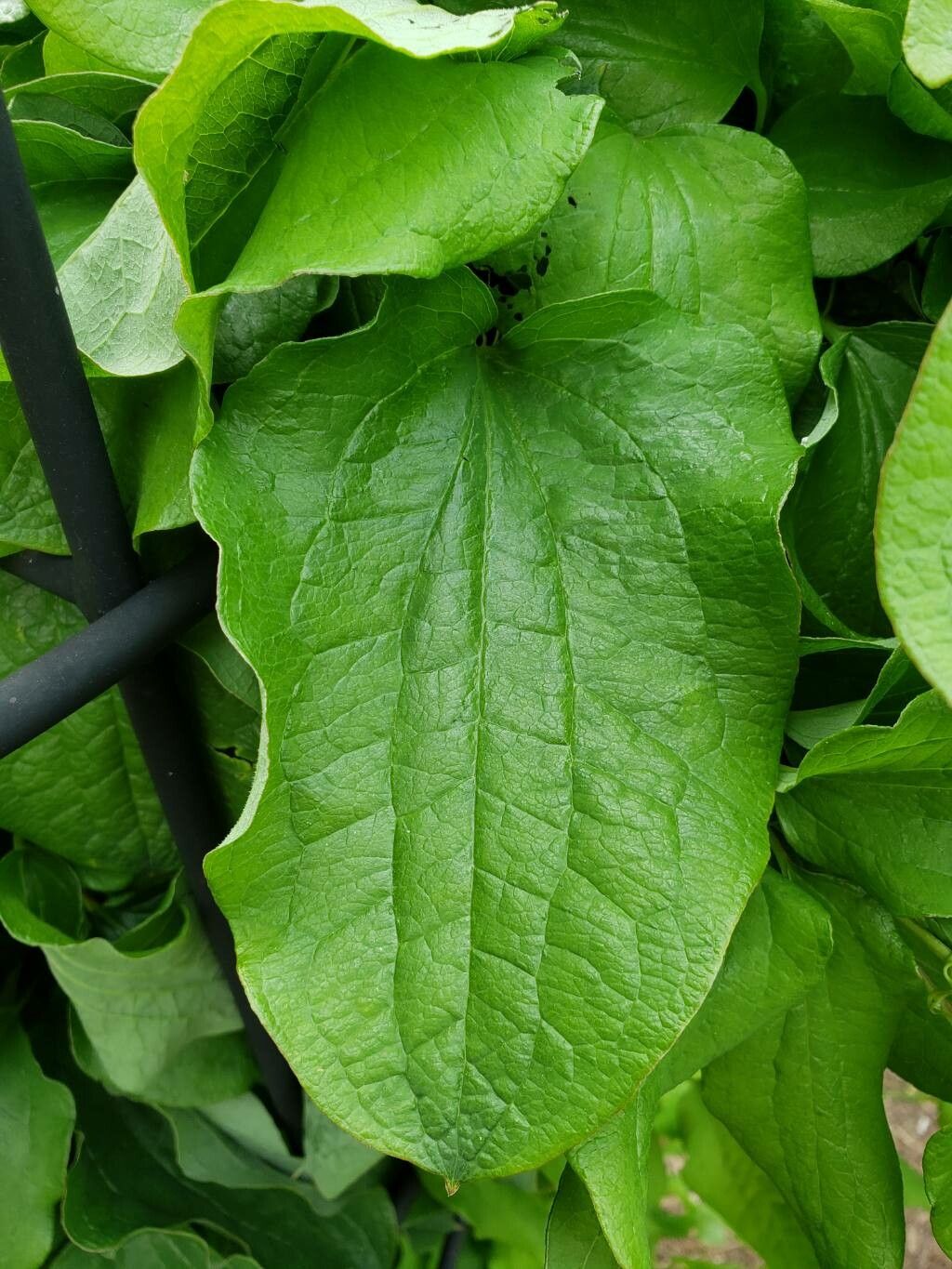 Smilax lasioneura — search result for 'Smilax'