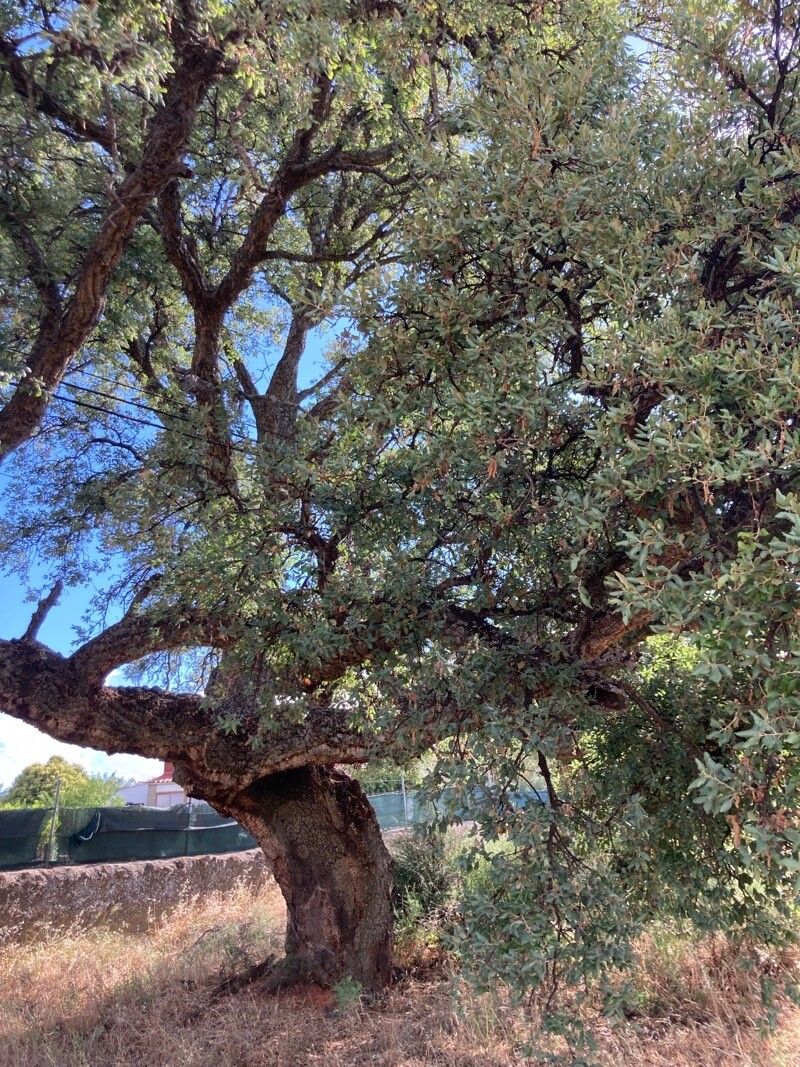 Quercus oblongifolia leaf