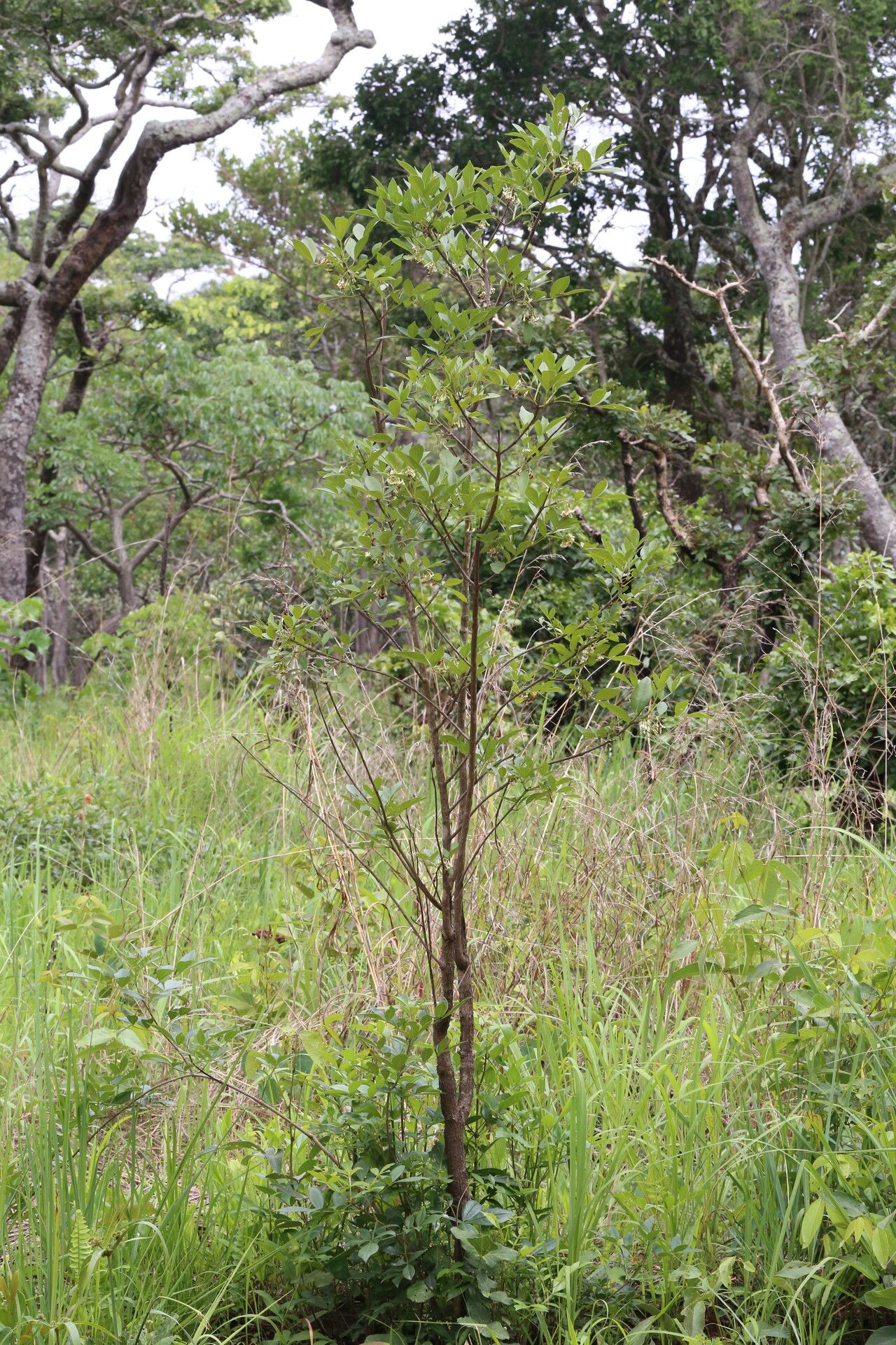 Bersama abyssinica habit