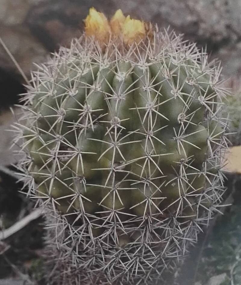 Parodia ocampoi — houseplant care guide