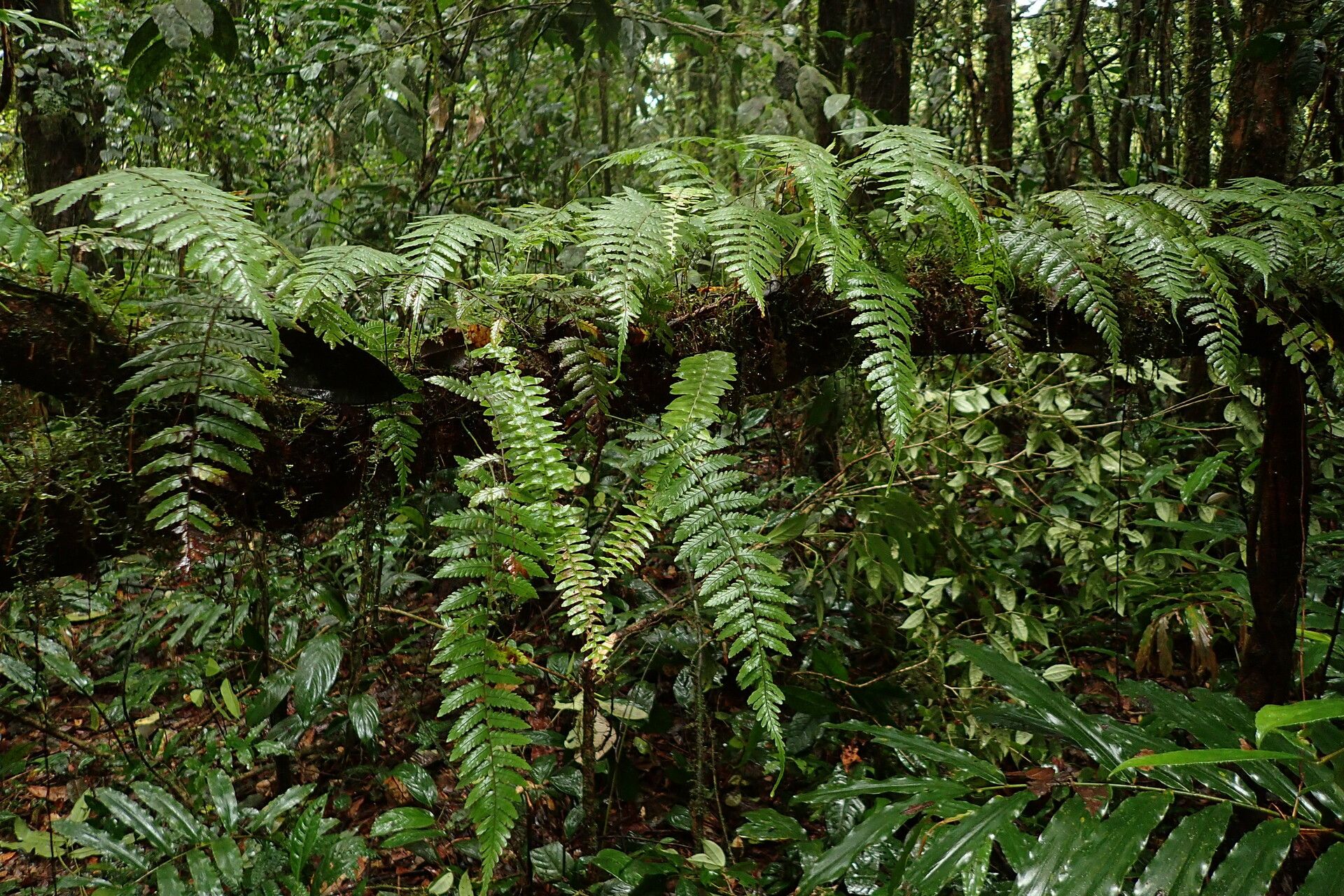 Arthropteris monocarpa habit