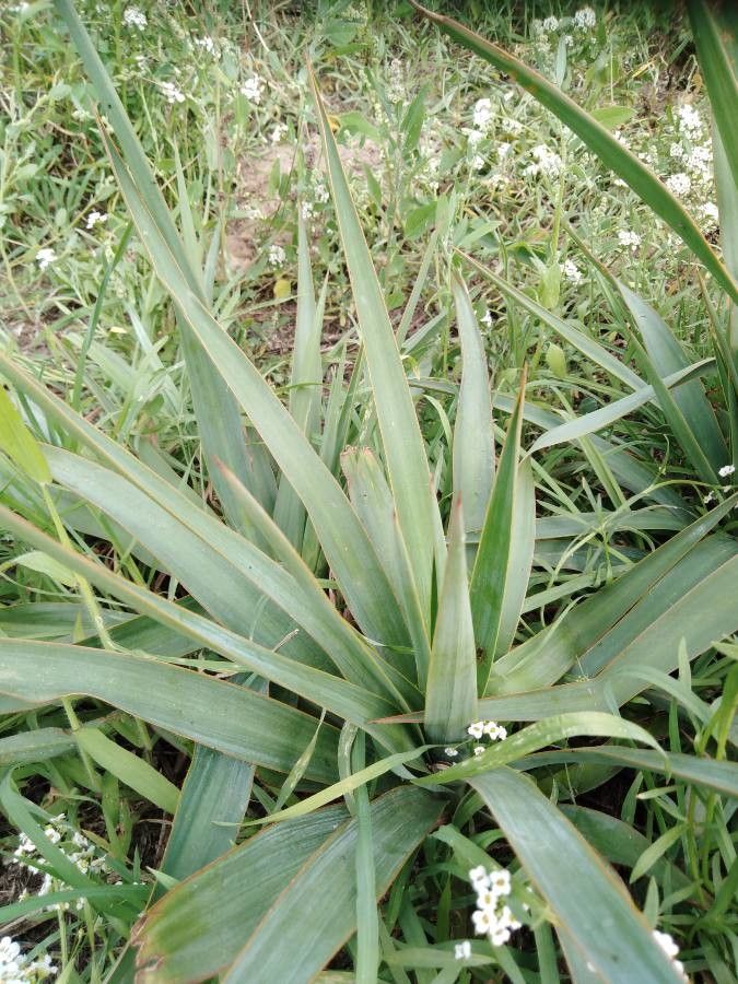 Yucca pallida leaf