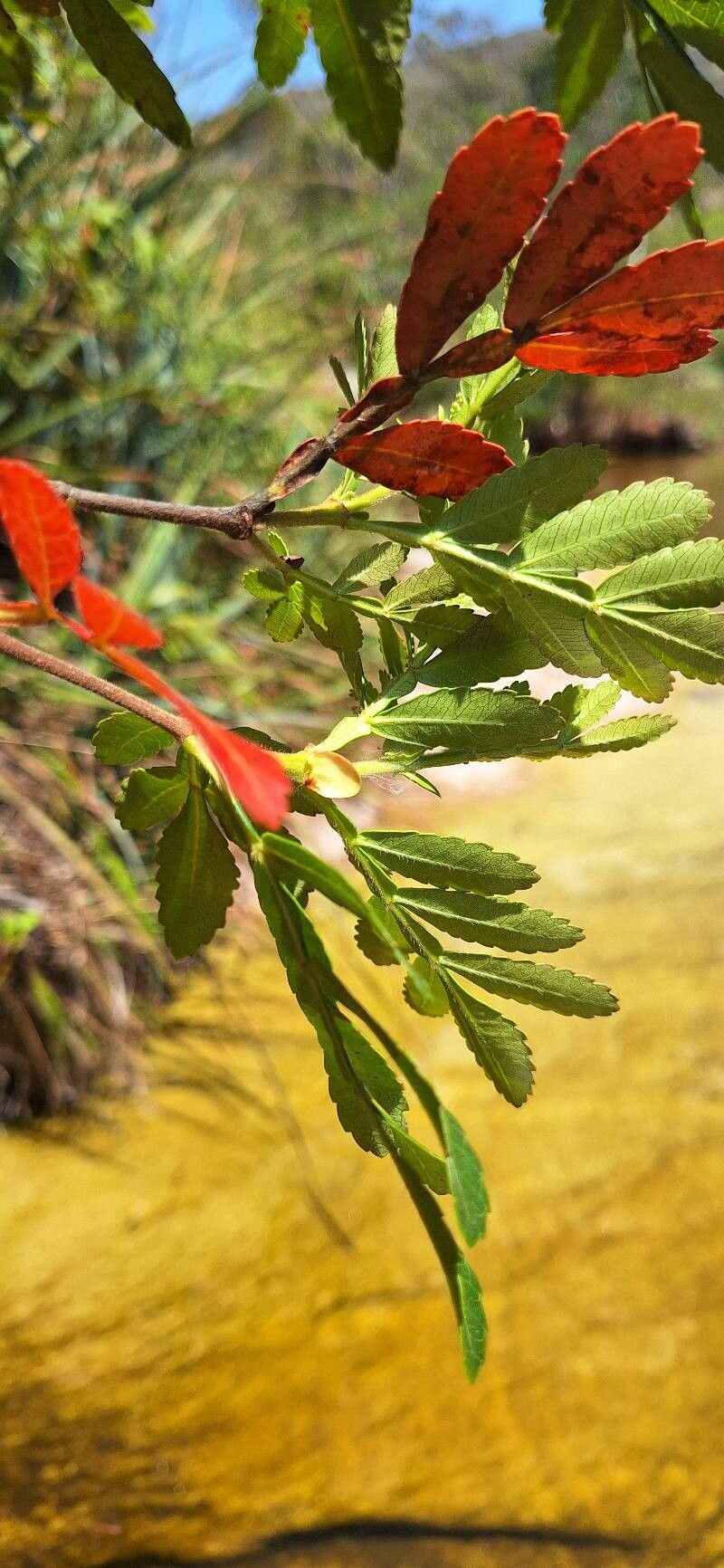 Weinmannia discolor leaf