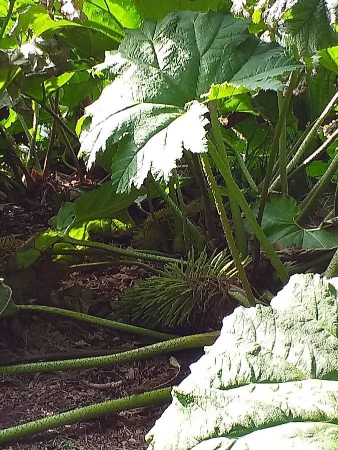 Gunnera manicata flower