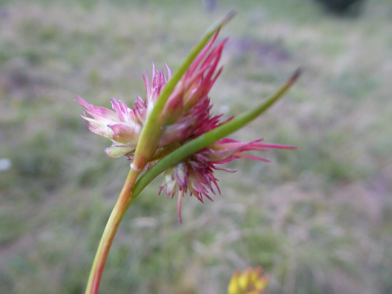Juncus capitatus bark