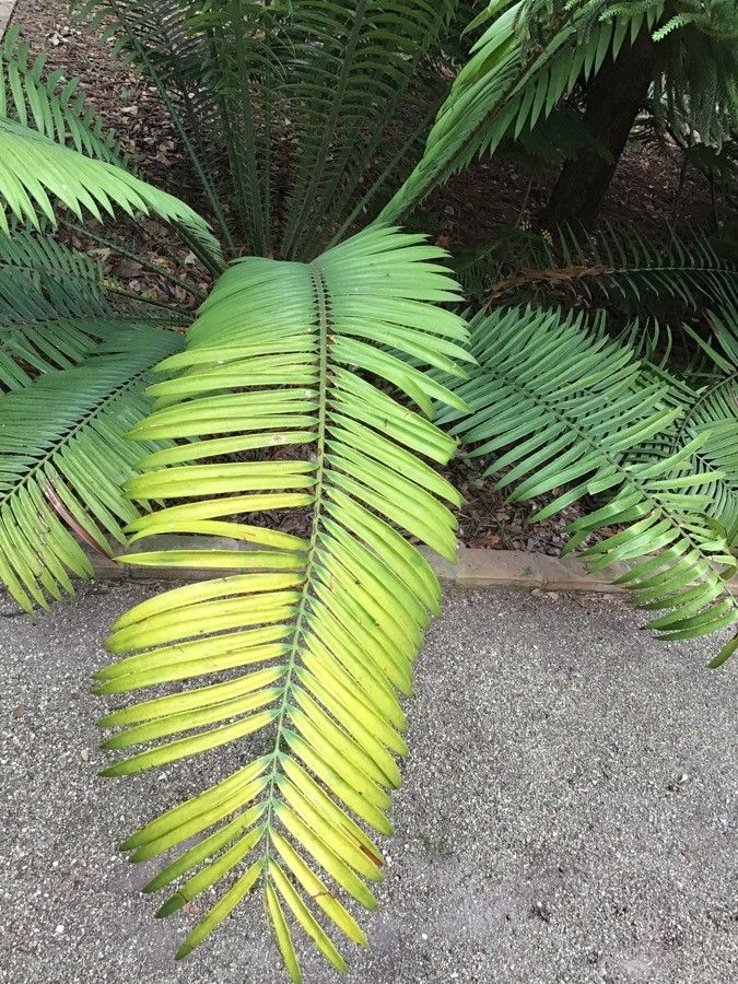 Encephalartos kisambo — search result for 'Zamiaceae'