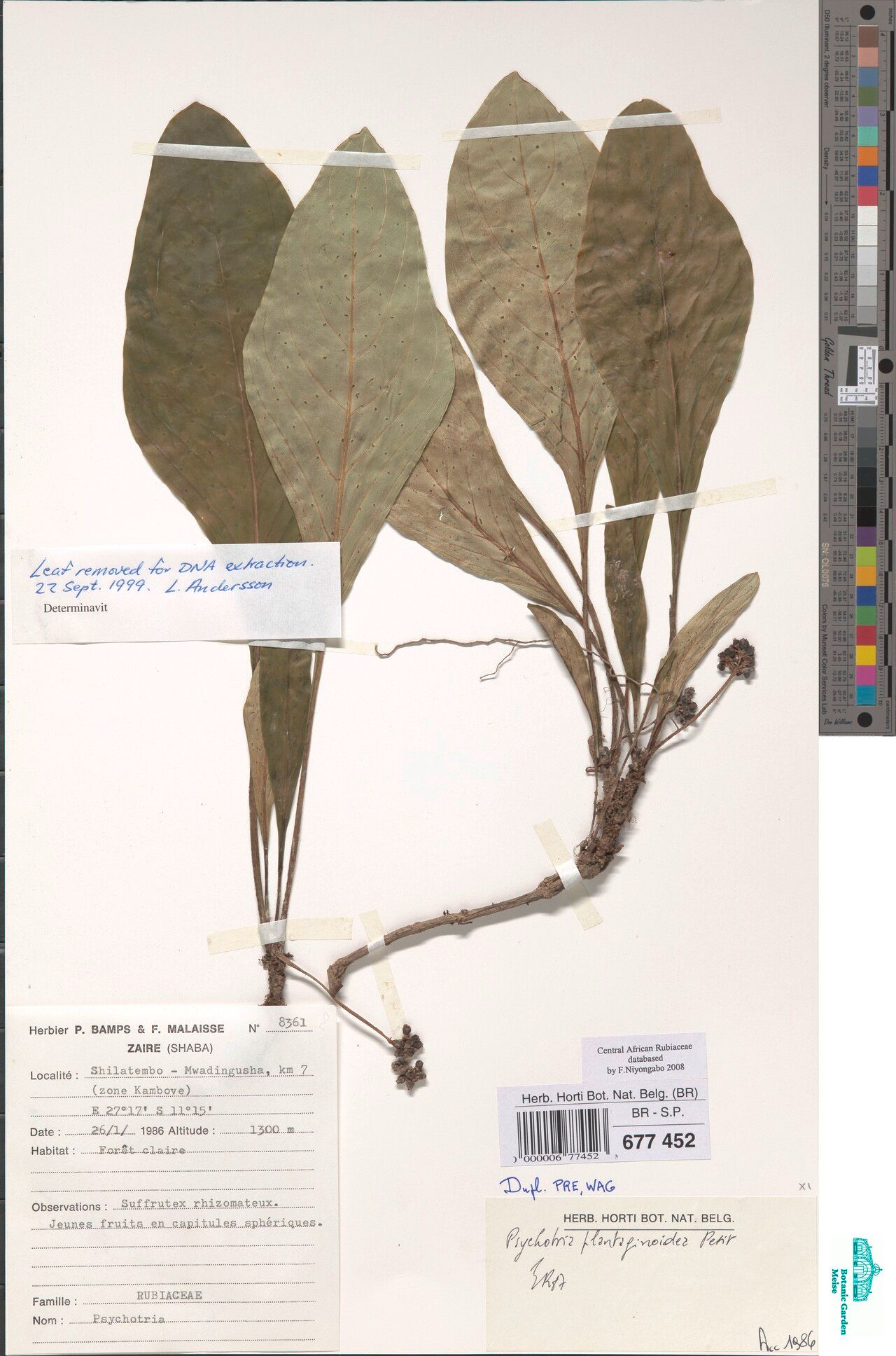 Psychotria plantaginoidea — houseplant care guide