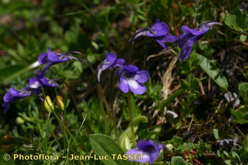 Pinguicula arvetii habit
