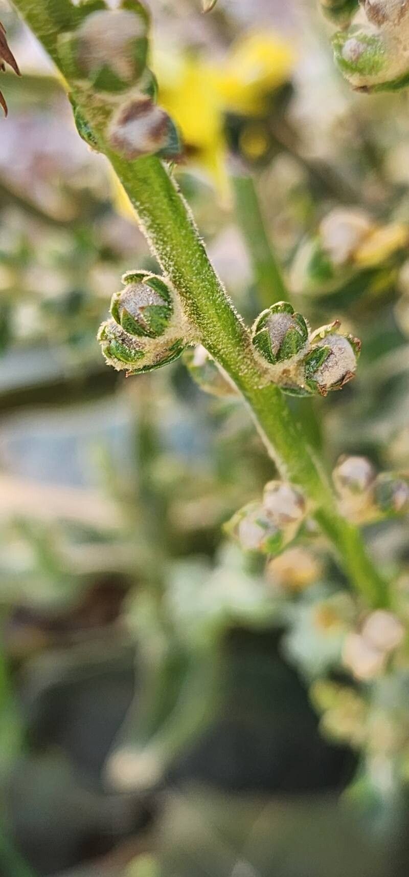 Verbascum carmanicum fruit