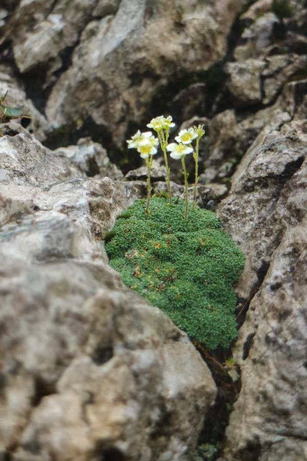 Saxifraga caesia flower