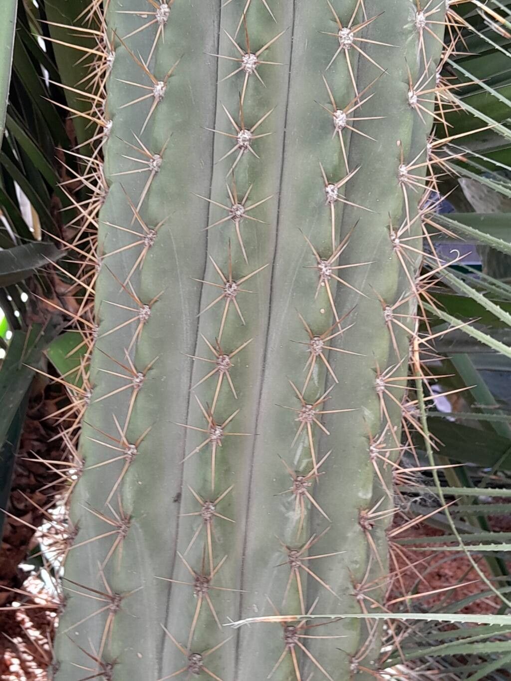 Leucostele terscheckii bark