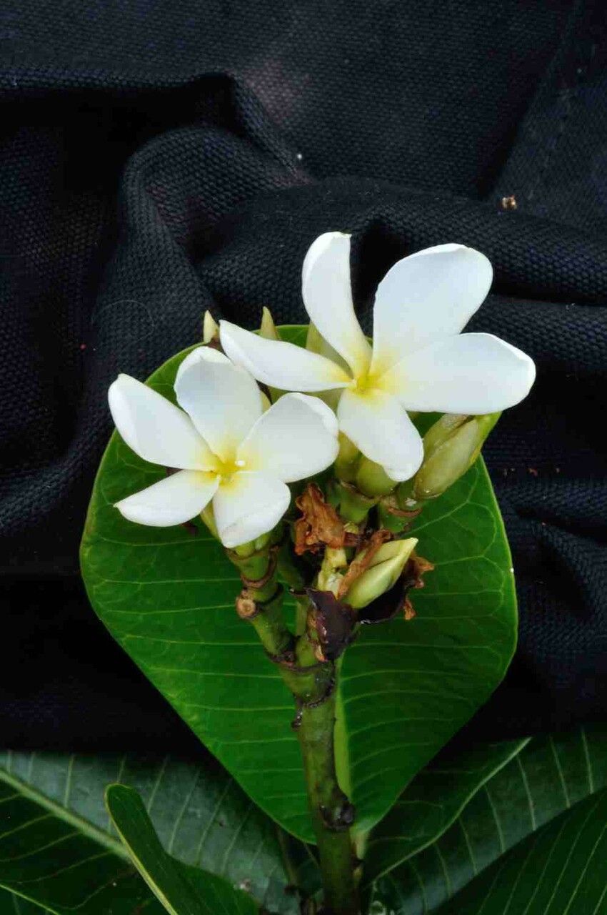 Himatanthus obovatus flower