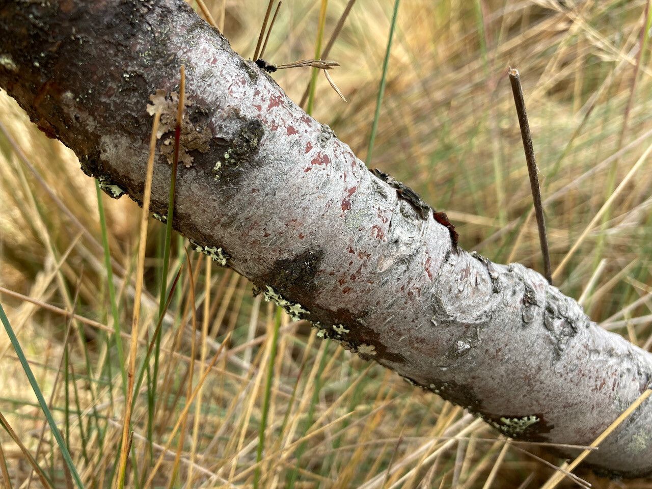 Hesperomeles obtusifolia bark