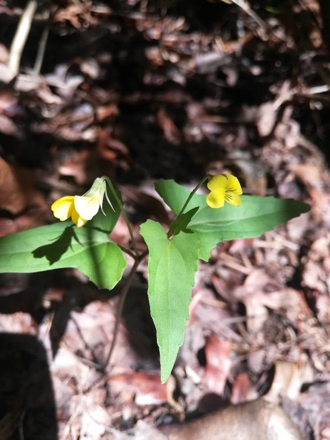 Viola hastata flower