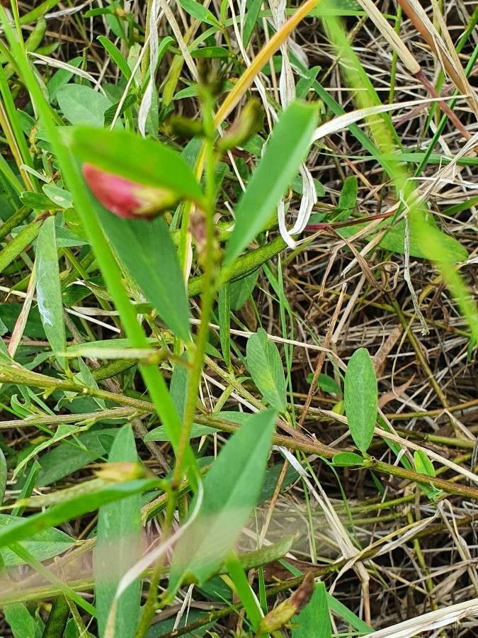 Tephrosia hildebrandtii — search result for 'Tephrosia'