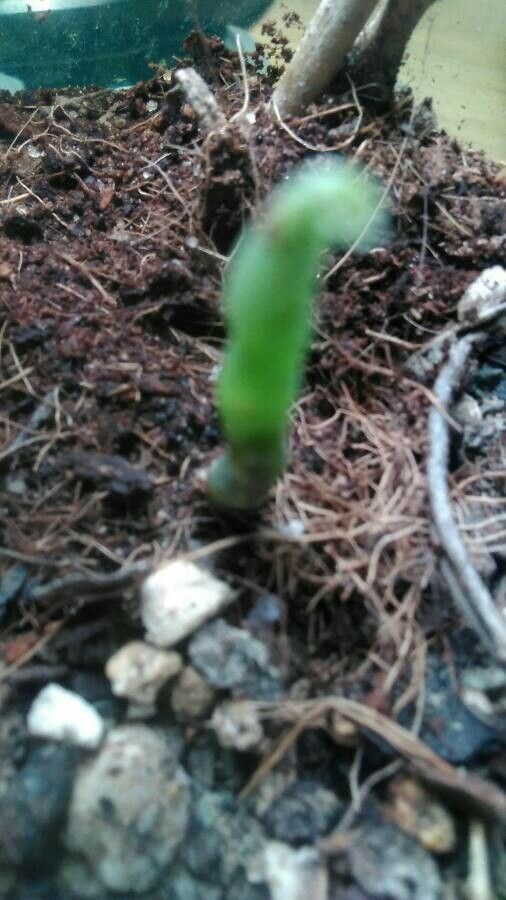 Sedum hernandezii bark