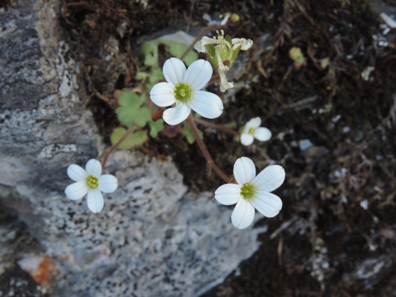 Saxifraga corsica flower