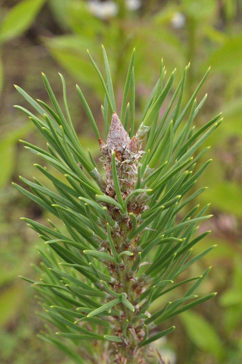 Pinus pungens flower