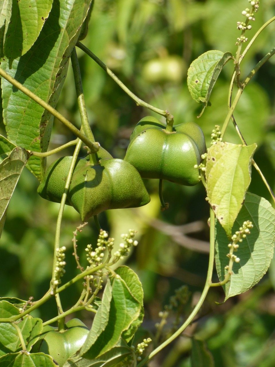 Plukenetia volubilis fruit