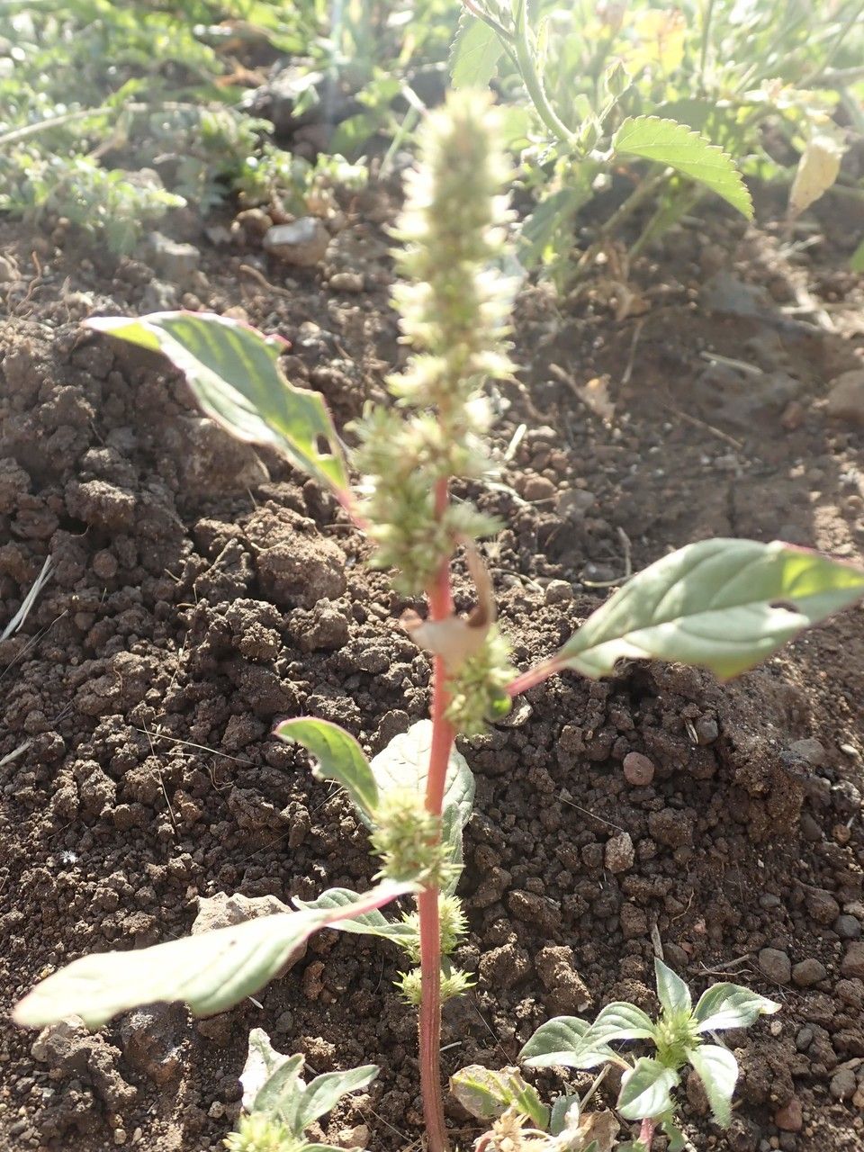 Amaranthus tortuosus habit