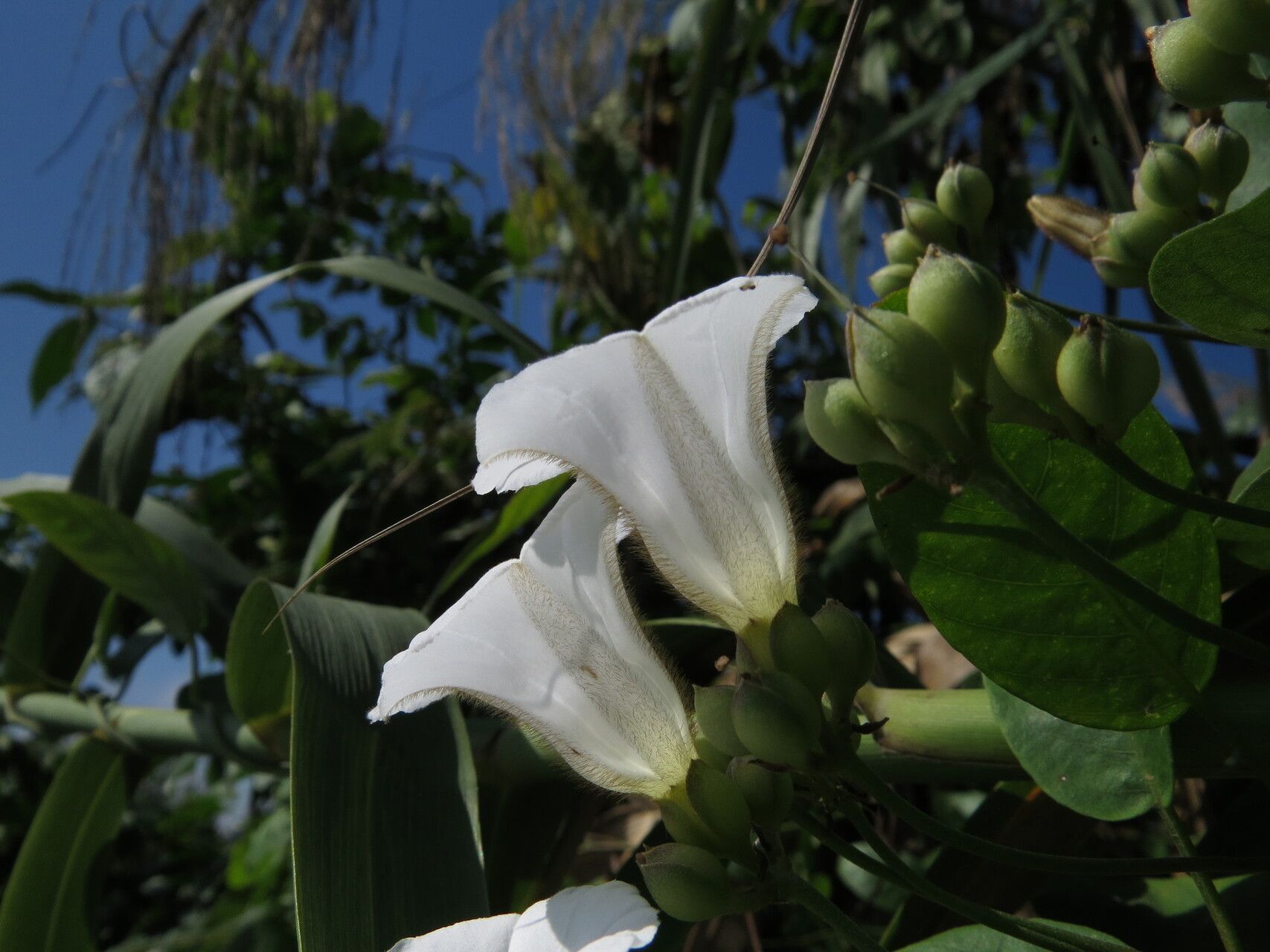 Aniseia luxurians flower