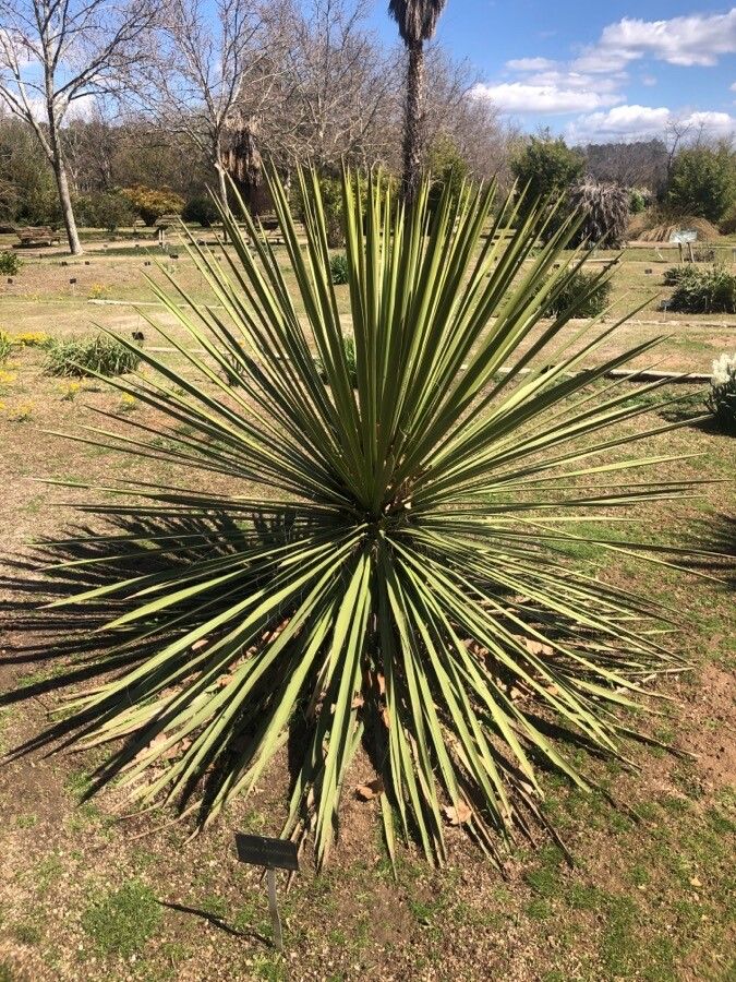 Yucca faxoniana leaf