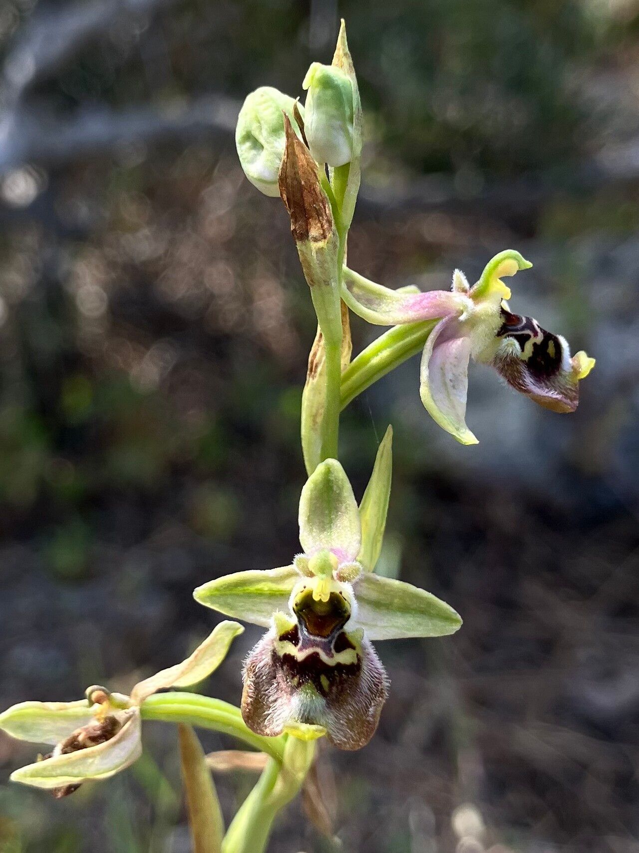 Ophrys bornmuelleri flower