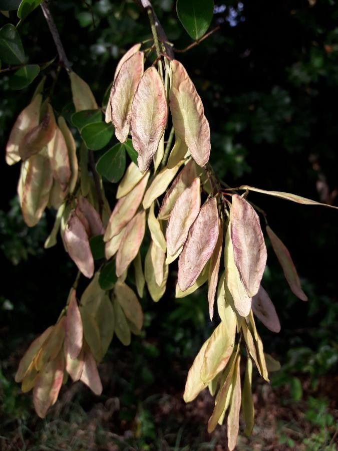 Haematoxylum Campechianum fruit