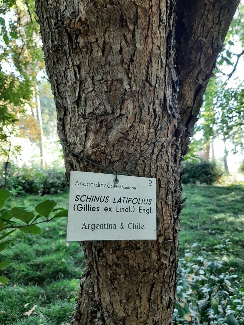 Schinus latifolius bark