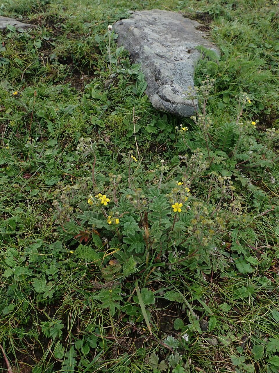 Argentina leuconota habit