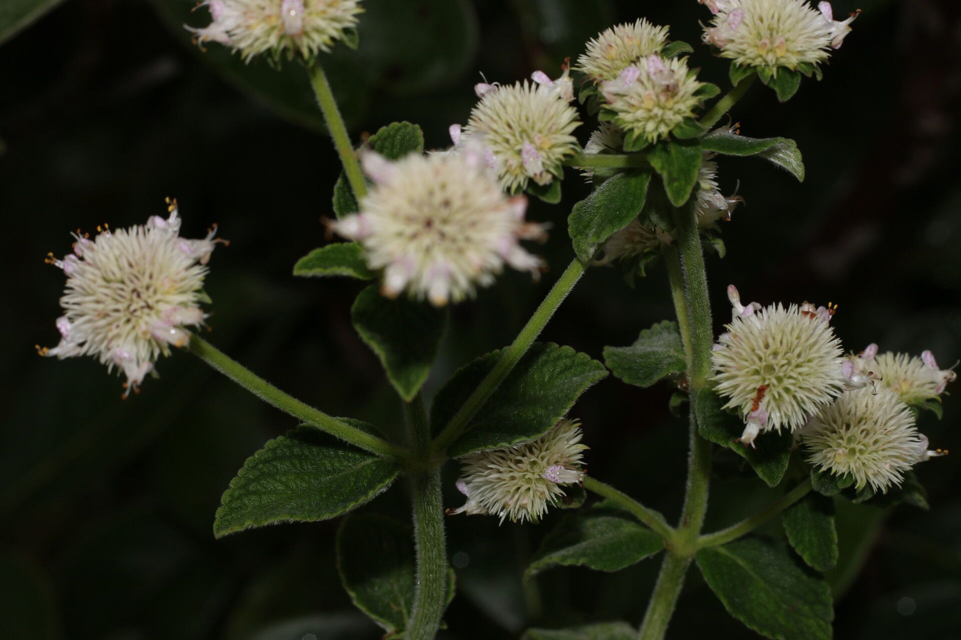Hyptis lantanifolia flower