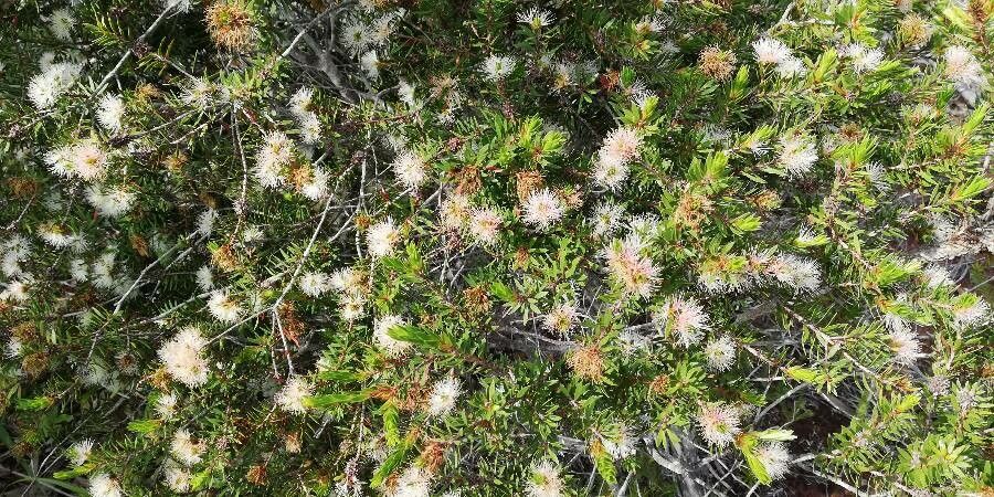 Melaleuca gnidioides flower