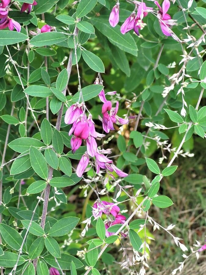 Lespedeza thunbergii flower