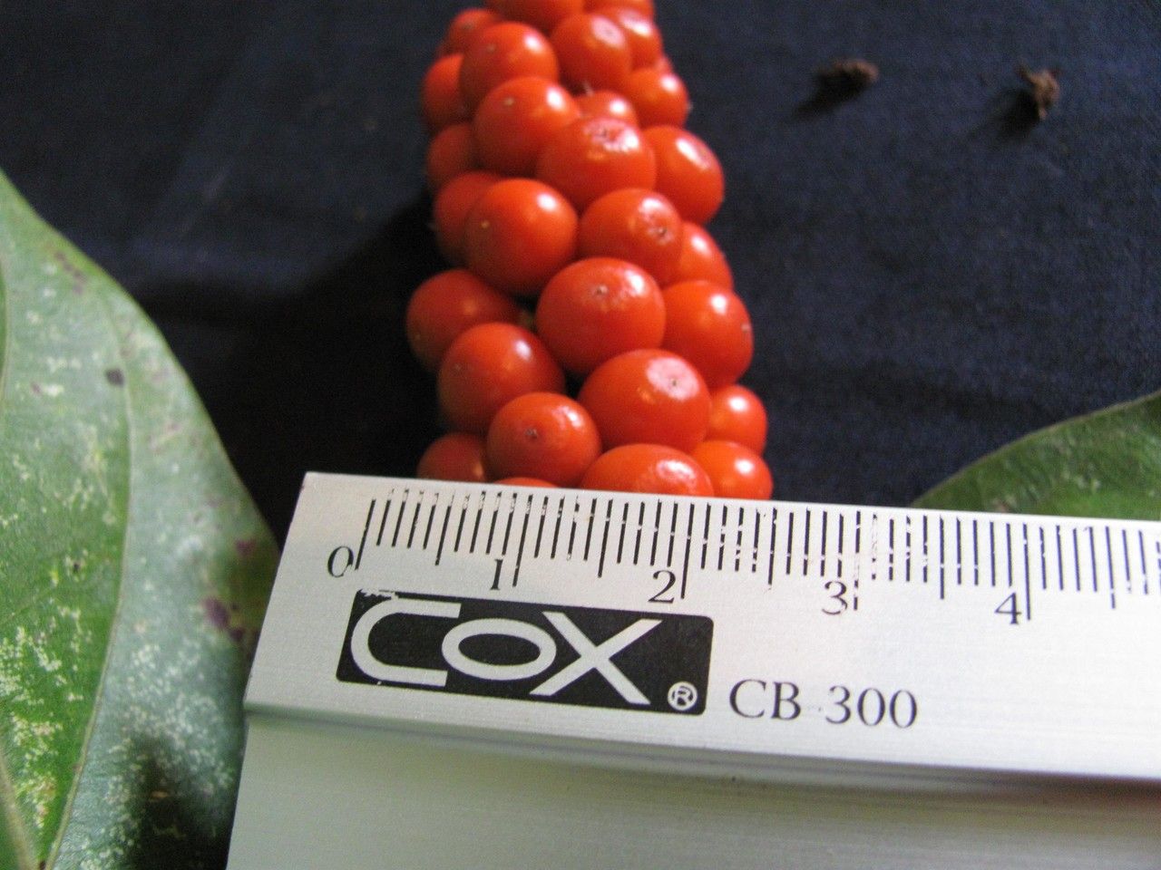 Citharexylum cooperi other