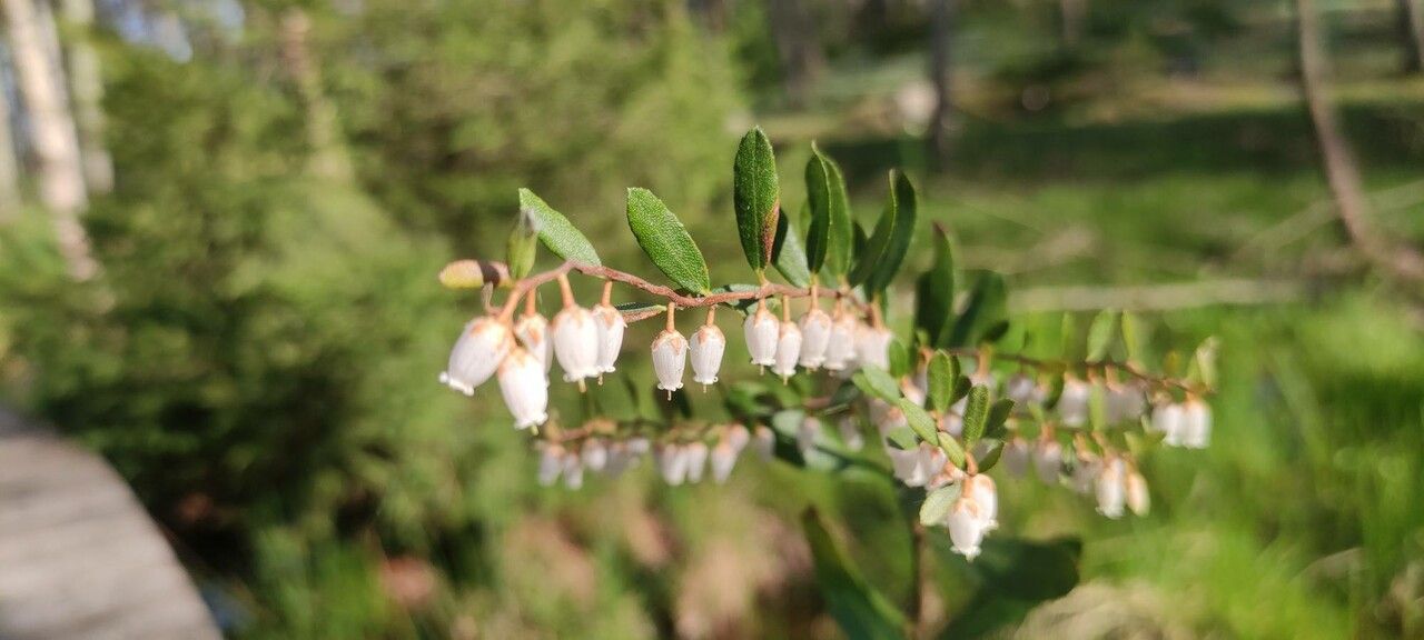Chamaedaphne calyculata flower