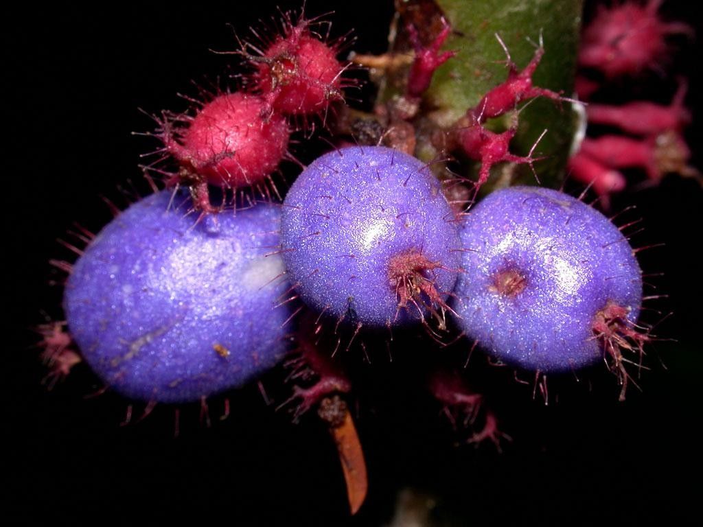 Clidemia septuplinervia flower