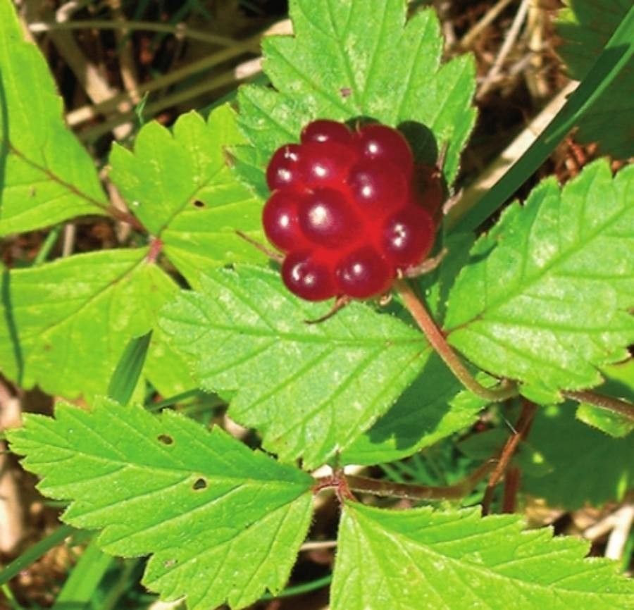Rubus arcticus fruit