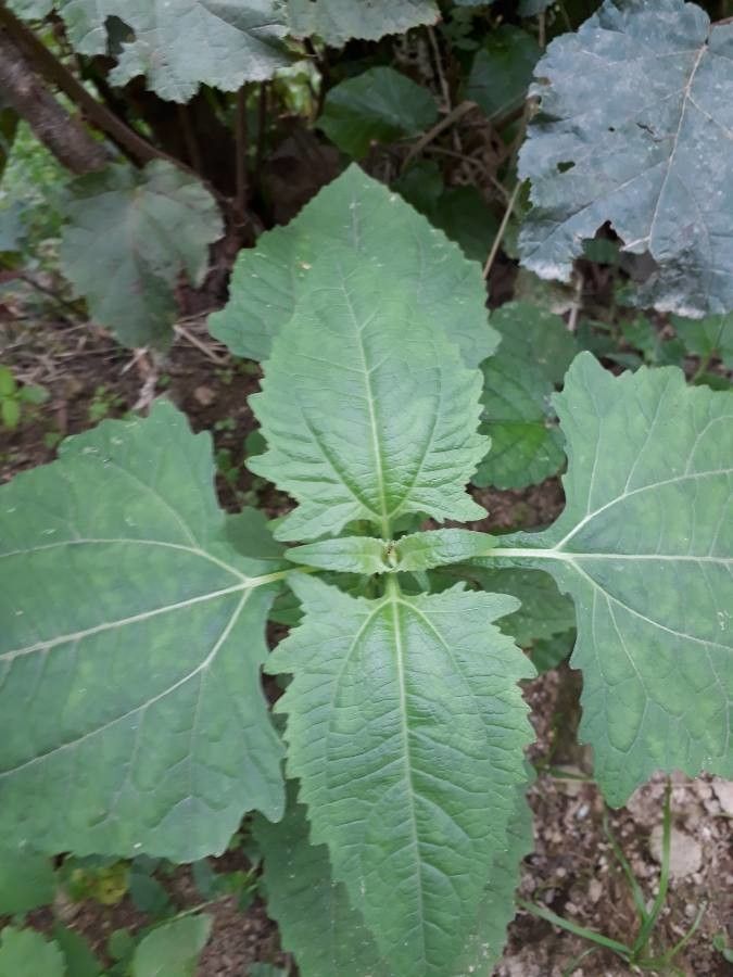 Sigesbeckia orientalis leaf
