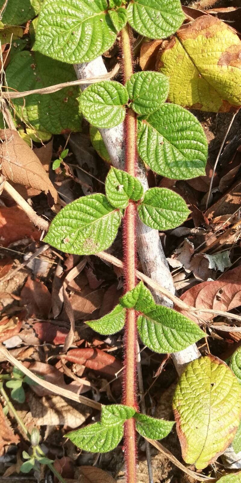 Sabicea mildbraedii — houseplant care guide