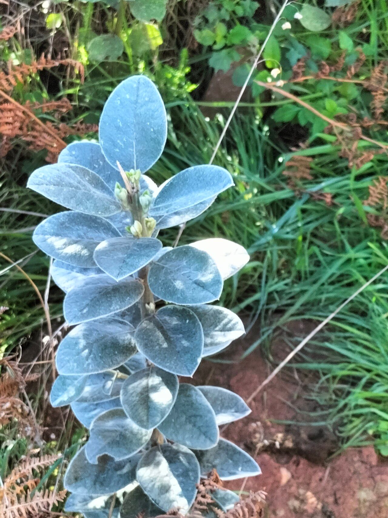 Podalyria sericea — related species from the same genus